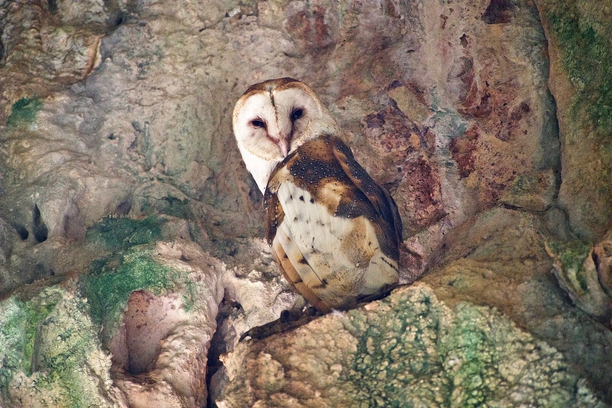 Barn Owl (White-winged) - ML287797531