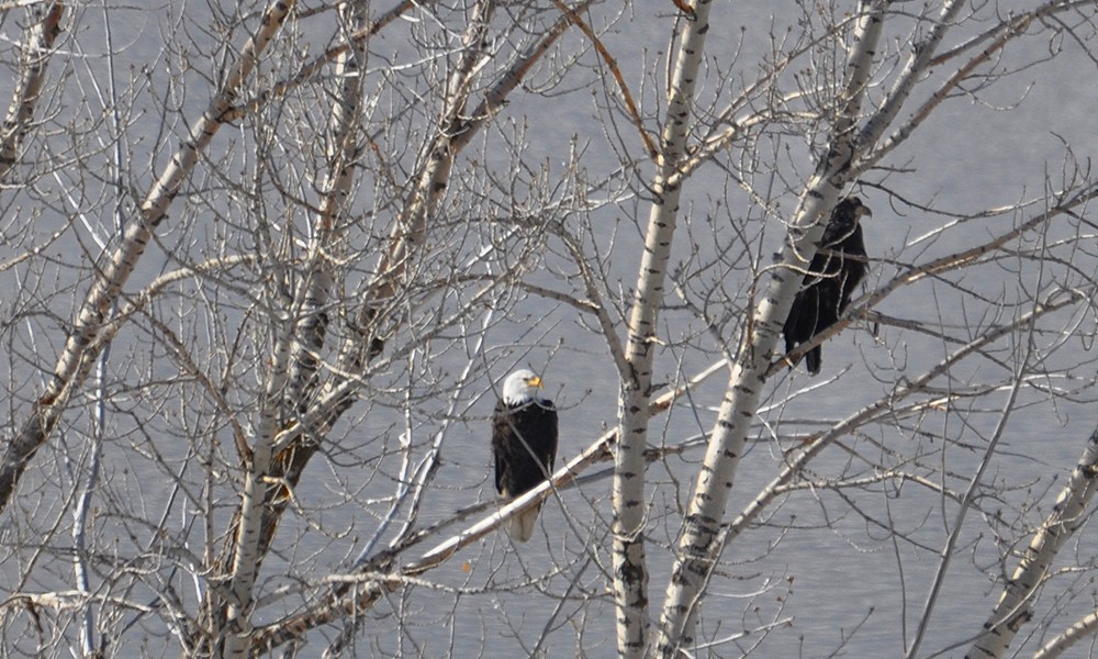 Bald Eagle - ML287797721