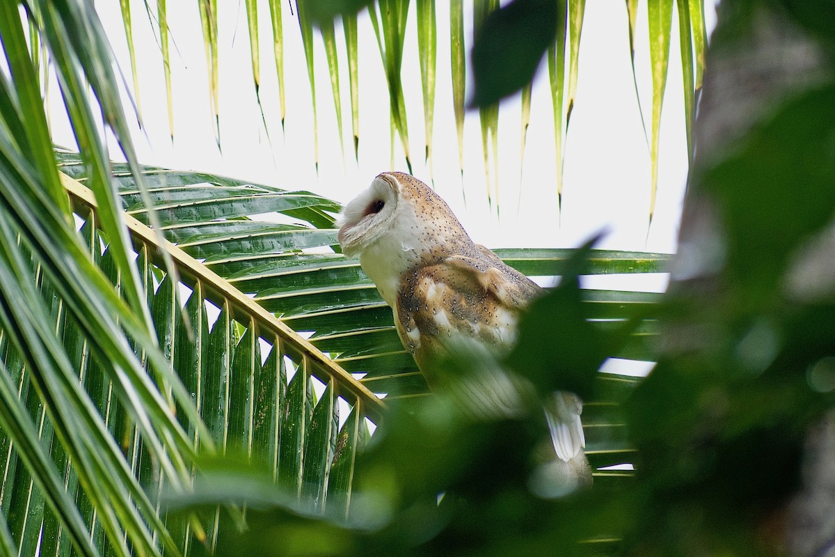 Barn Owl (White-winged) - ML287798001