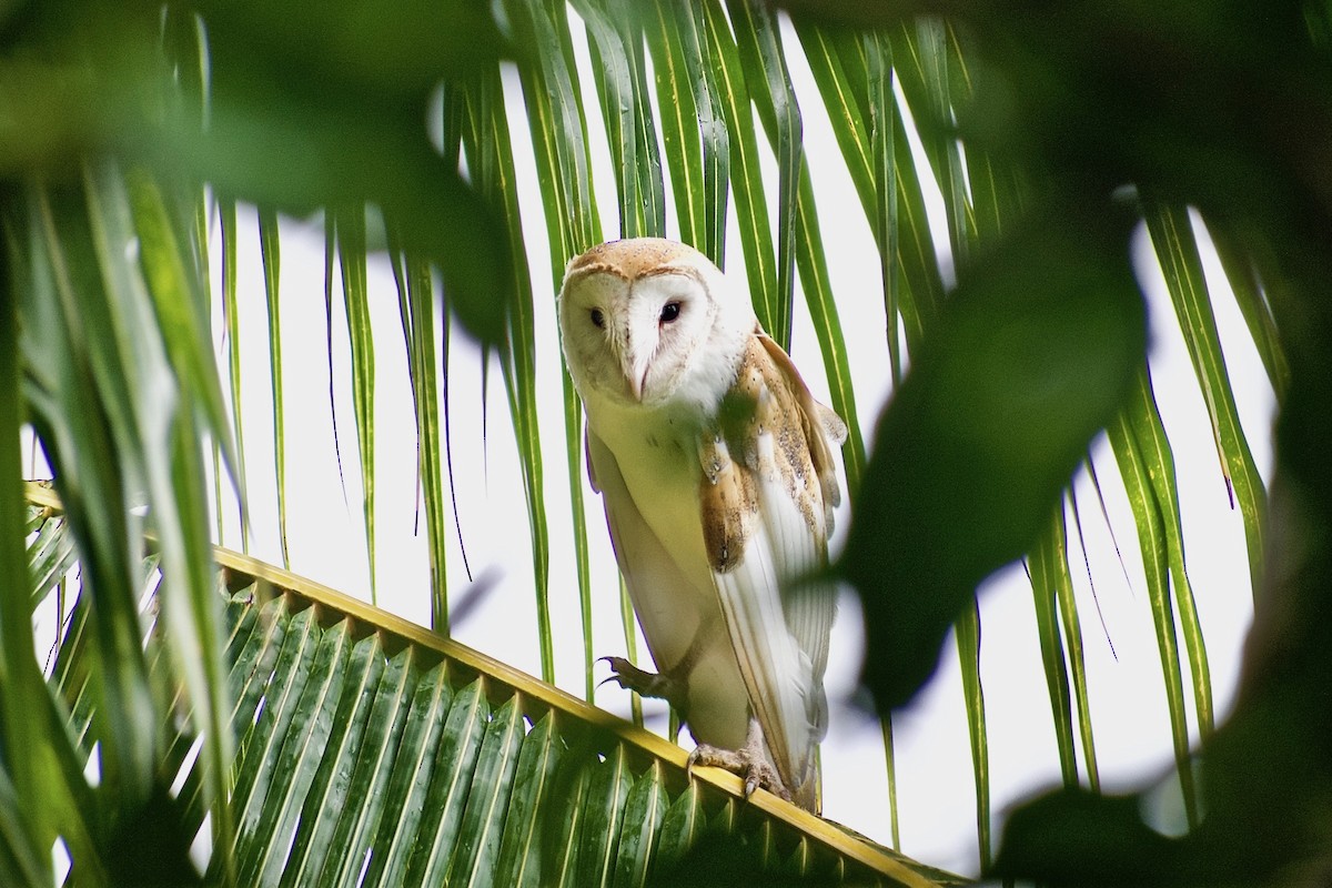 Barn Owl (White-winged) - ML287798131