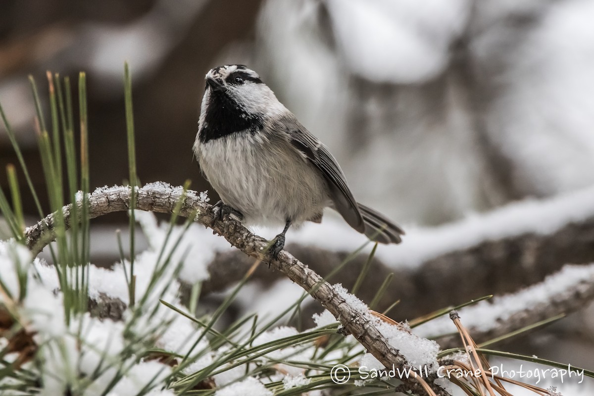 Mountain Chickadee - ML287798591