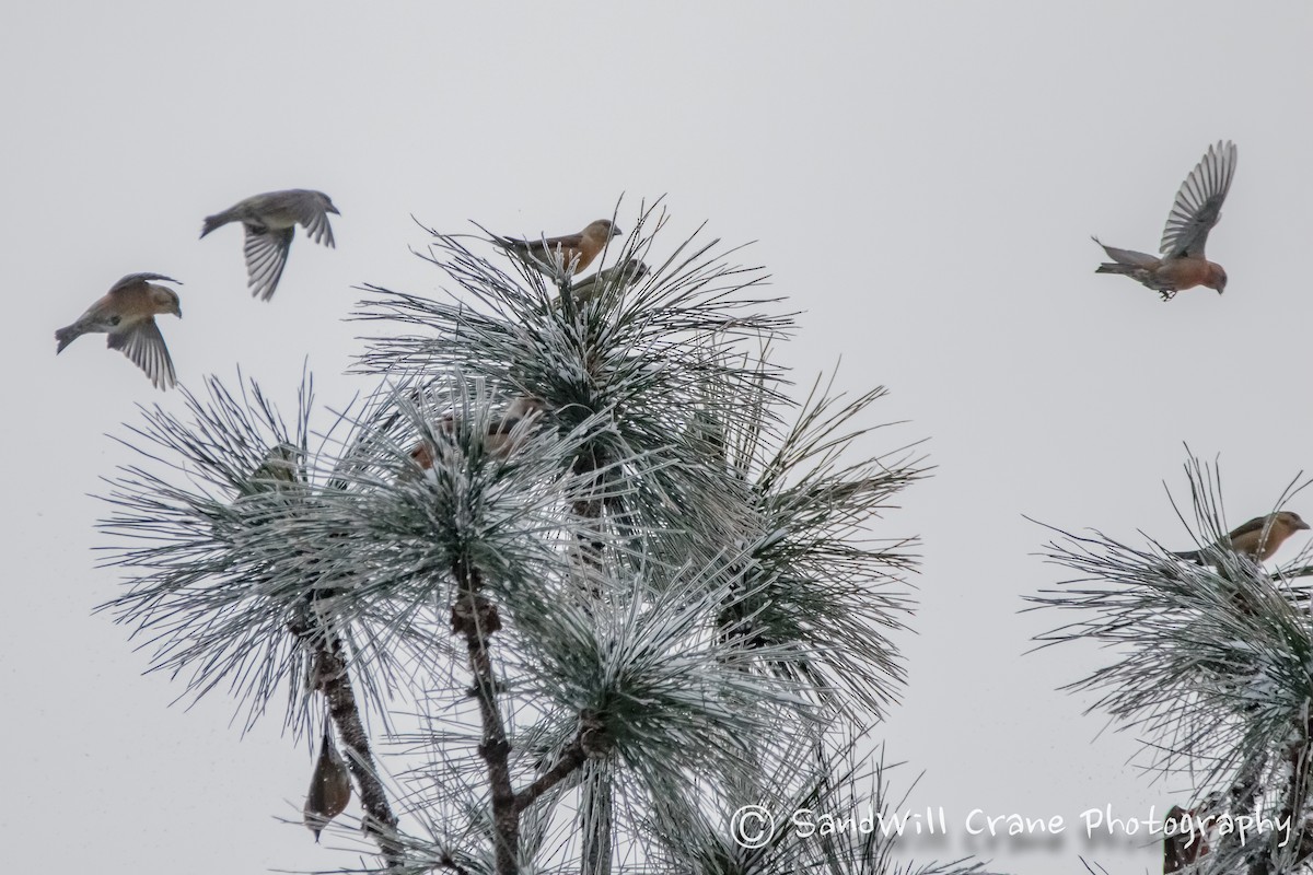 Red Crossbill - ML287798601