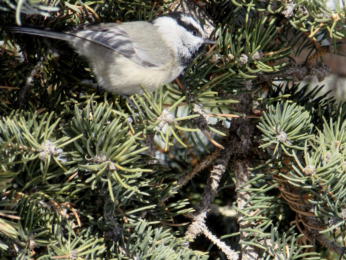 Mountain Chickadee - ML287798851