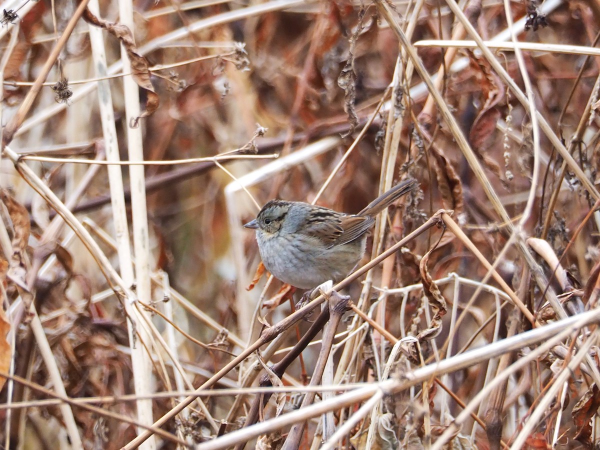 Swamp Sparrow - ML287799321