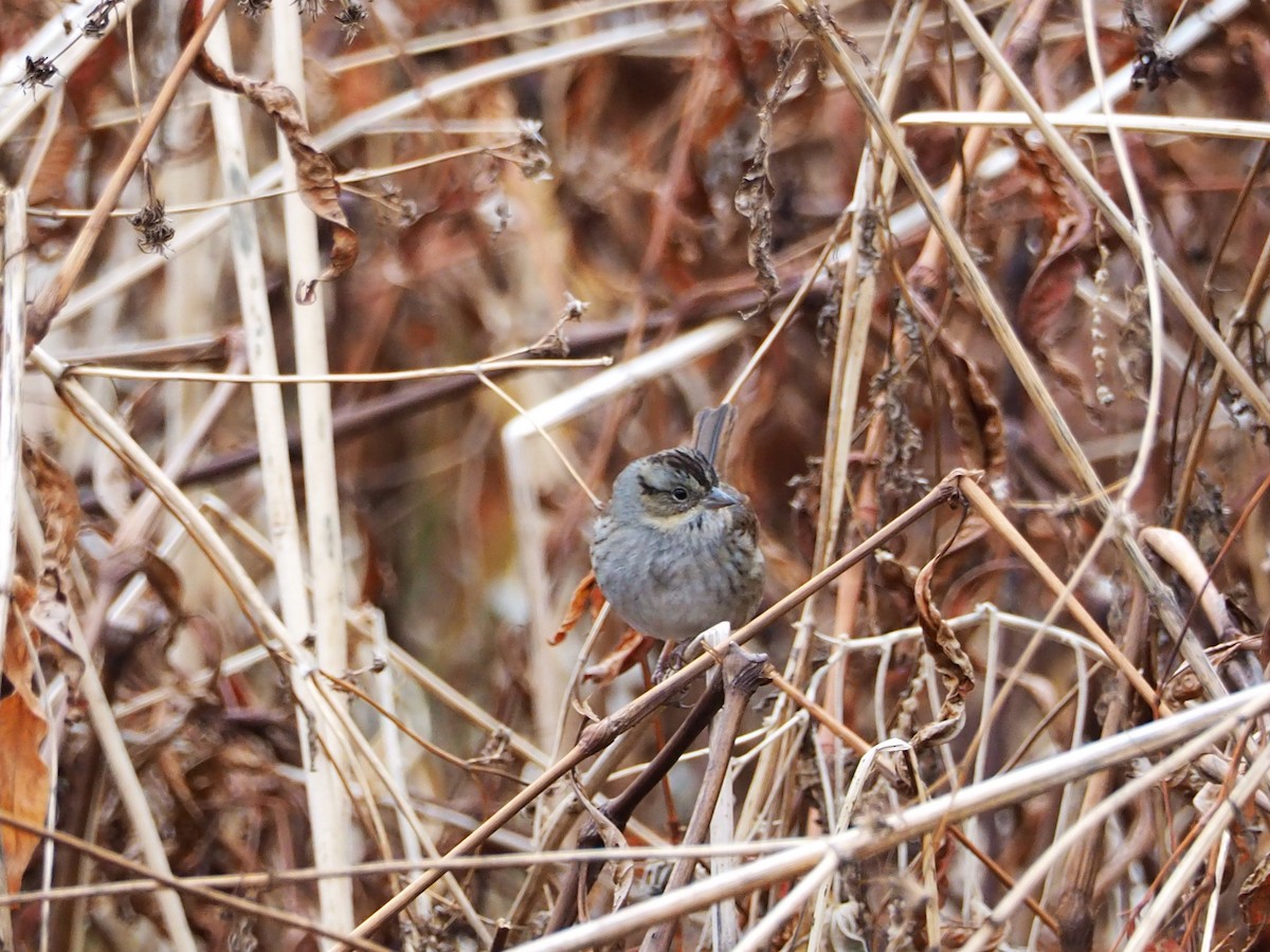 Swamp Sparrow - ML287799341