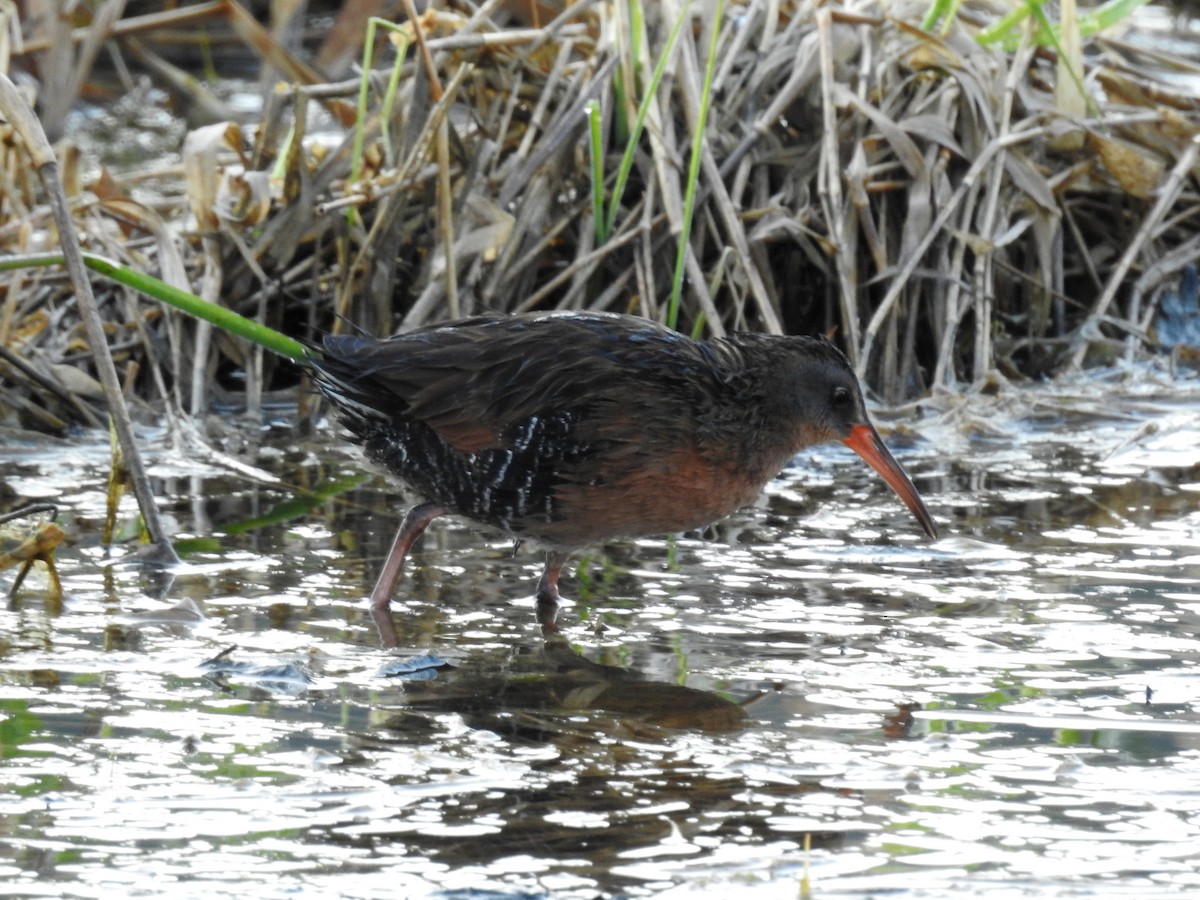 Virginia Rail (Virginia) - Tom Auer