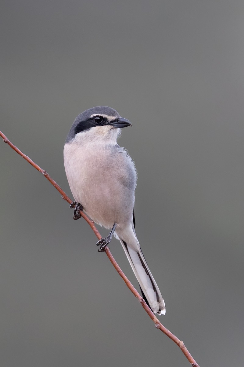 Iberian Gray Shrike - ML287802201