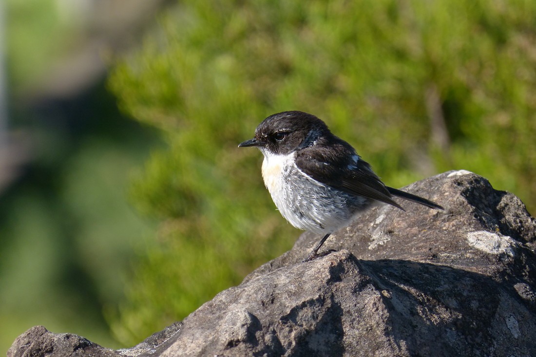 Reunion Stonechat - Adrien Mauss