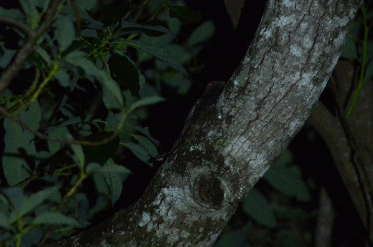 Short-tailed Nighthawk - Ben Phalan