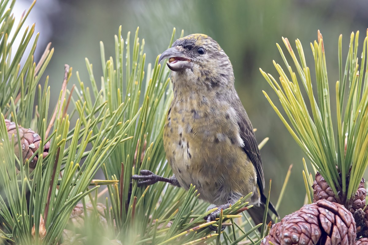 Red Crossbill (Northeastern or type 12) - Sam Zhang