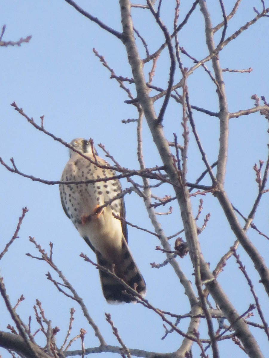 American Kestrel - ML287805491