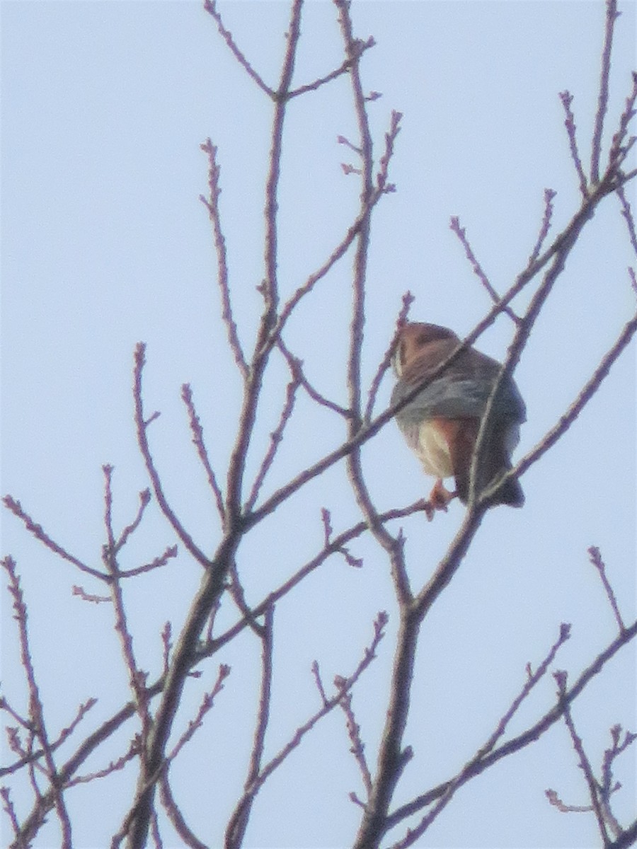 American Kestrel - ML287805901