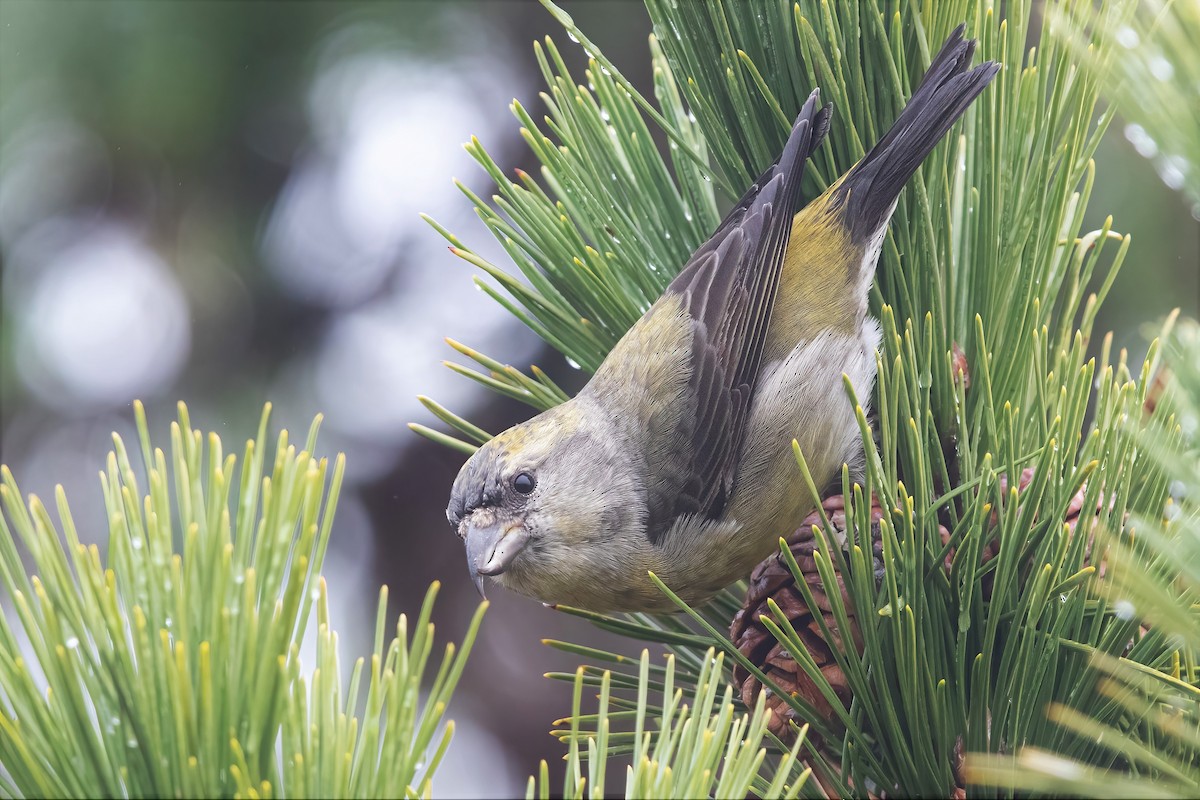 Red Crossbill - Sam Zhang