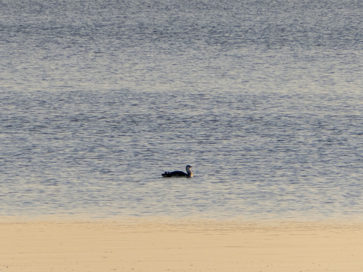 Red-throated Loon - ML287806351