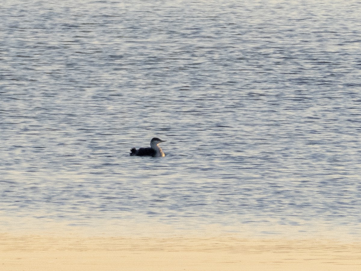 Red-throated Loon - ML287806361