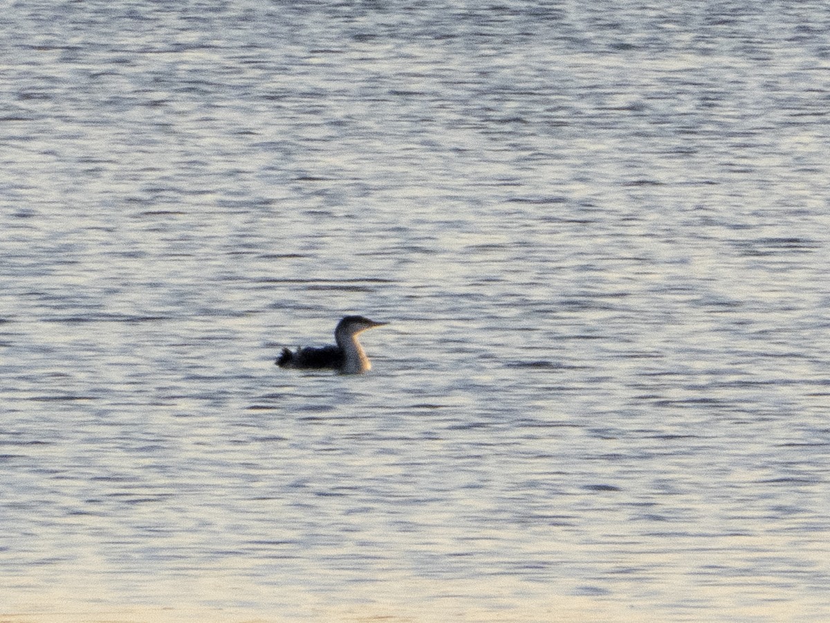 Red-throated Loon - ML287806371