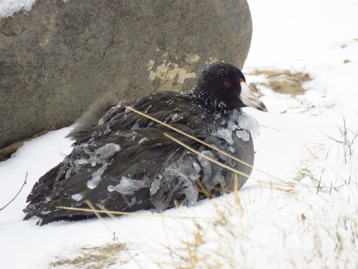 American Coot - Ken Orich