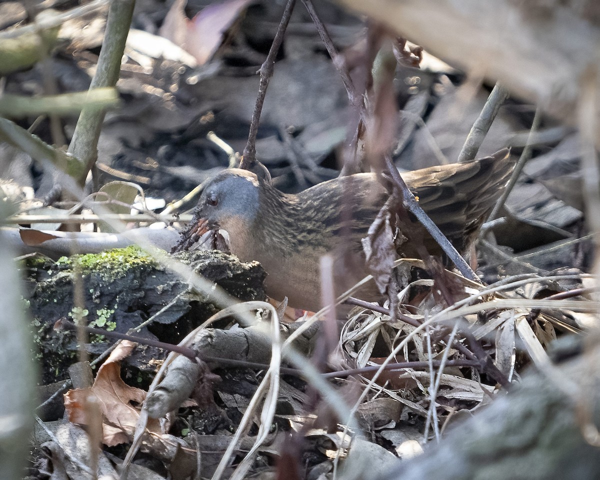 Virginia Rail - James Kendall