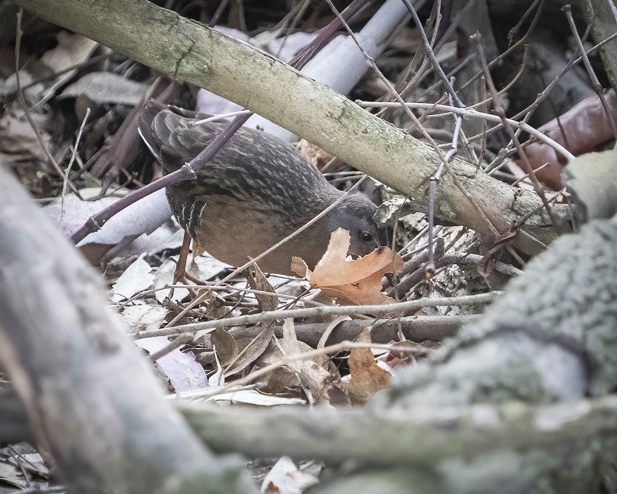 Virginia Rail - ML287808081