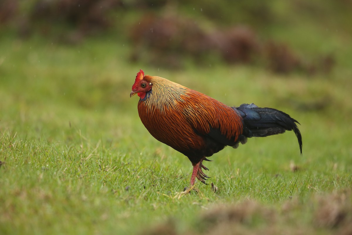 Sri Lanka Junglefowl - Gehan Rajeev