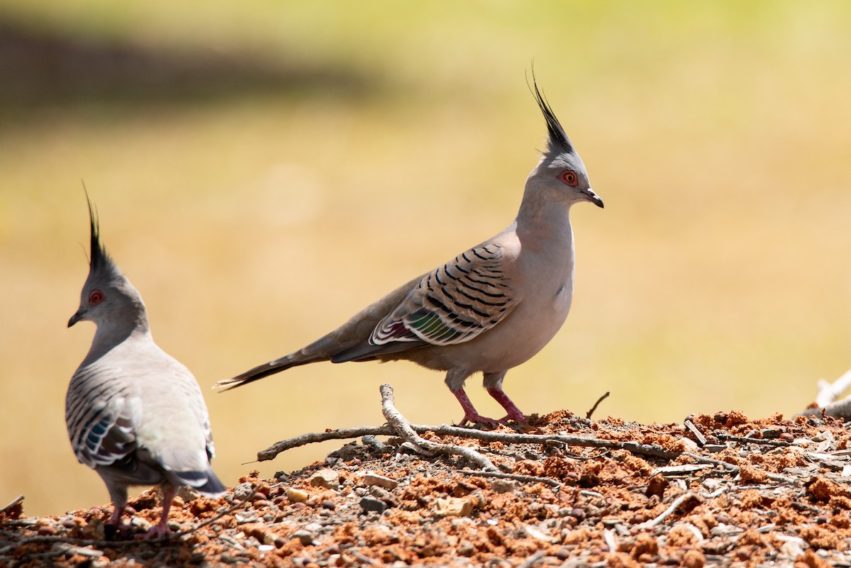 Crested Pigeon - Jan Lile