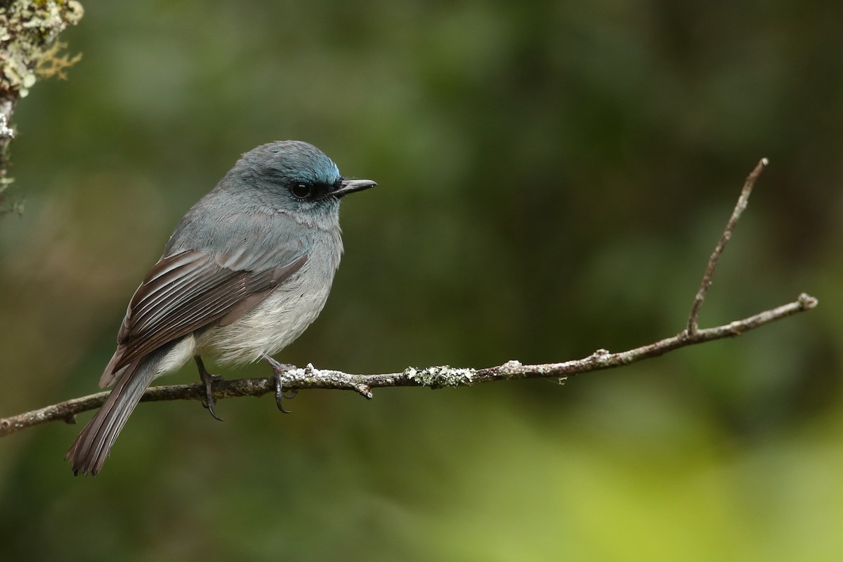 Dull-blue Flycatcher - ML28781191