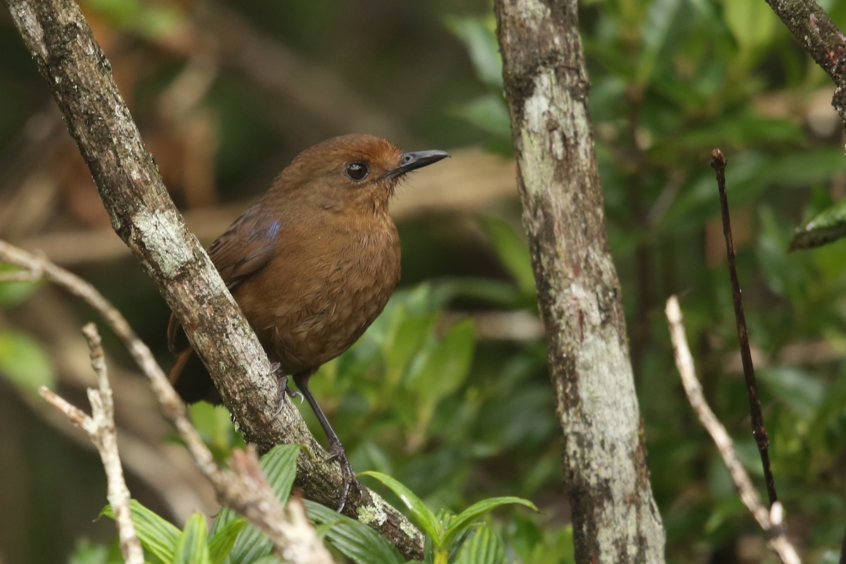 Sri Lanka Whistling-Thrush - Gehan Rajeev