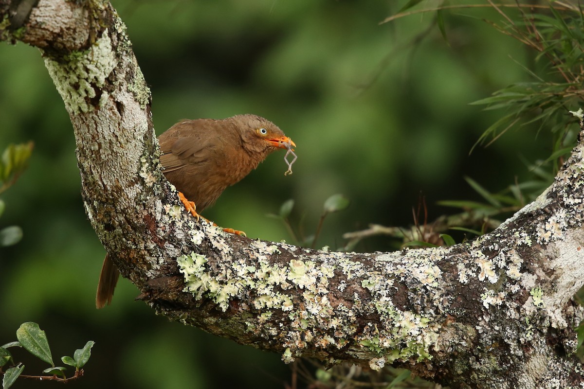 Orange-billed Babbler - ML28781381