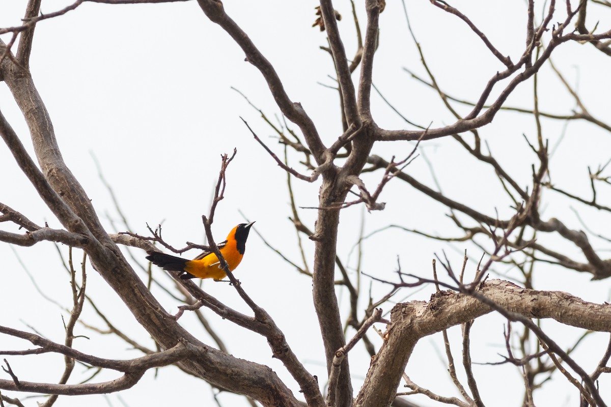 Hooded Oriole - ML28781391