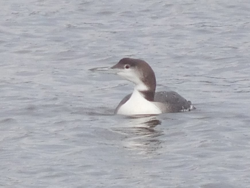 Common Loon - ML287814071