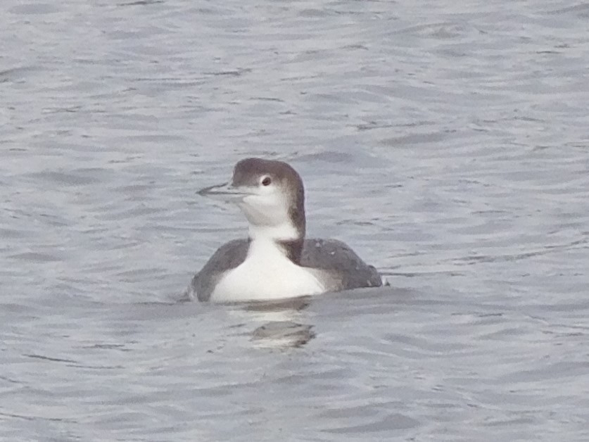 Common Loon - ML287814081