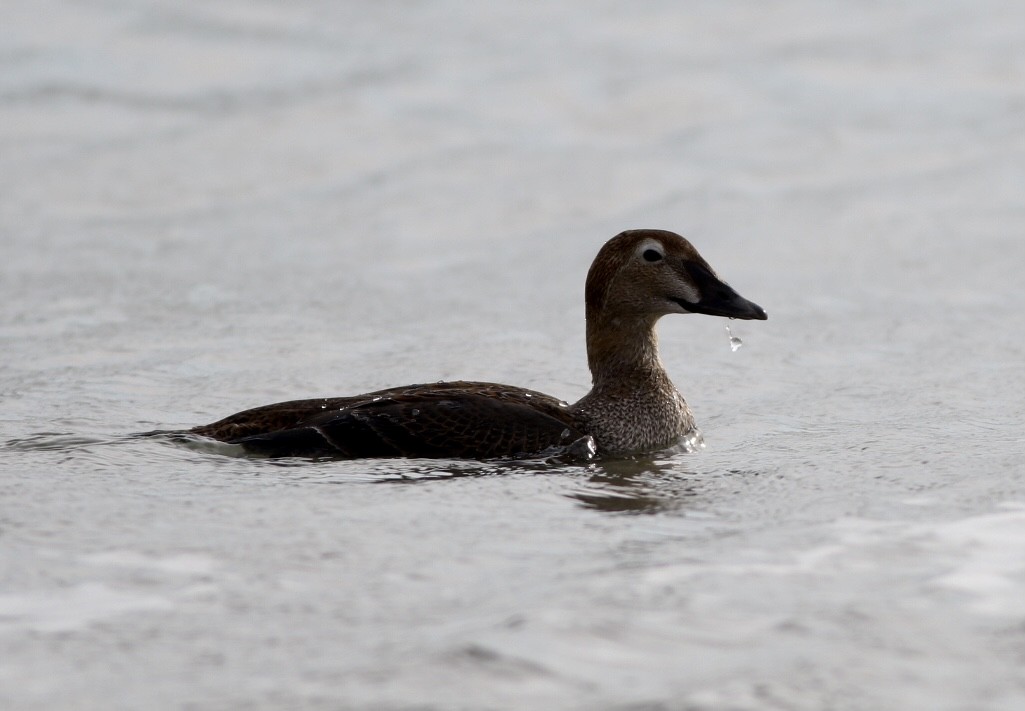 King Eider - ML287816281