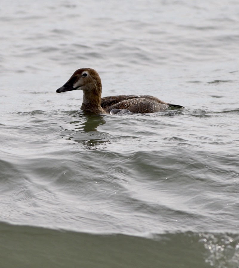 King Eider - ML287816291