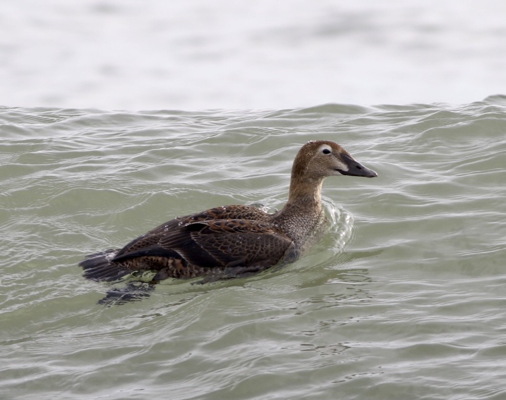 King Eider - ML287816301