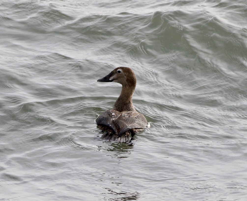 King Eider - ML287816331