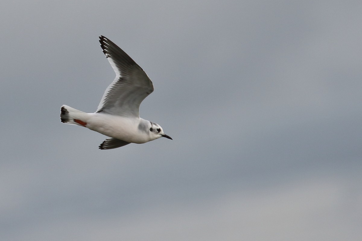 Little Gull - António Gonçalves