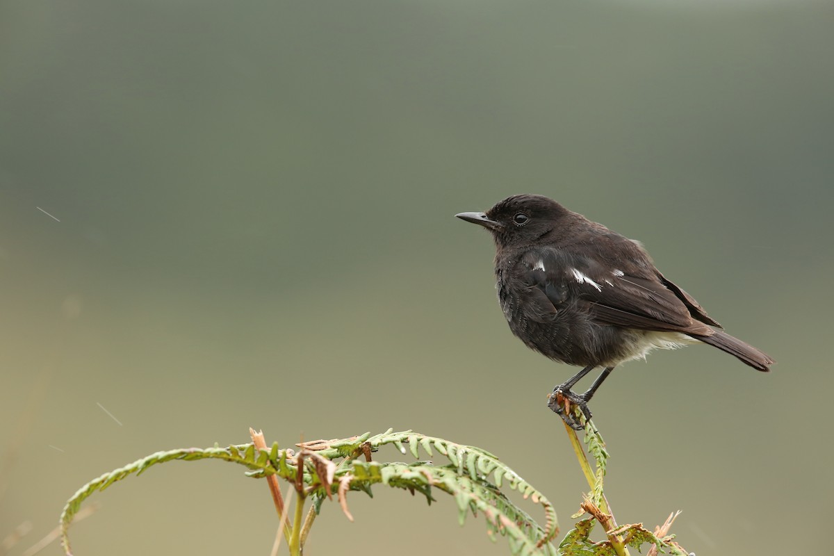 Pied Bushchat - ML28781701