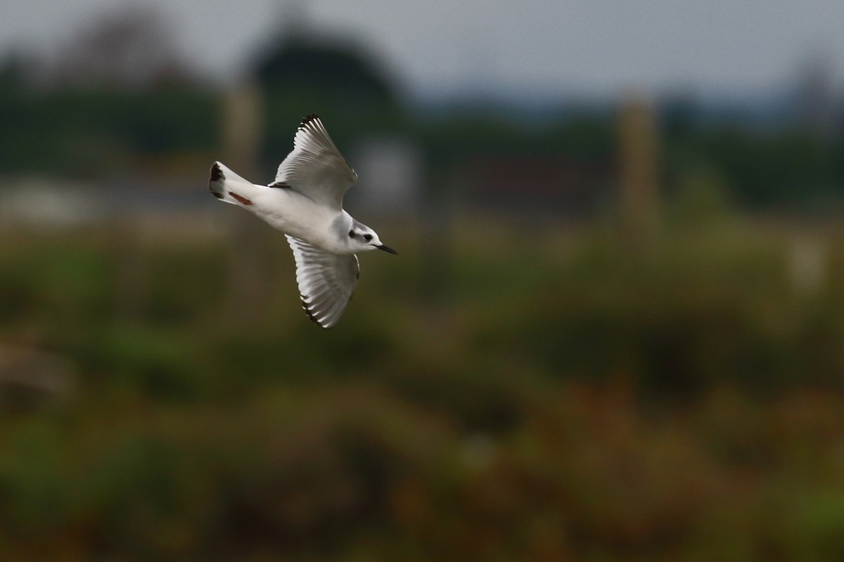 Little Gull - António Gonçalves