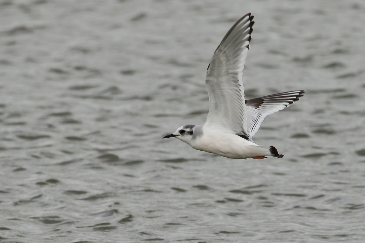 Little Gull - António Gonçalves