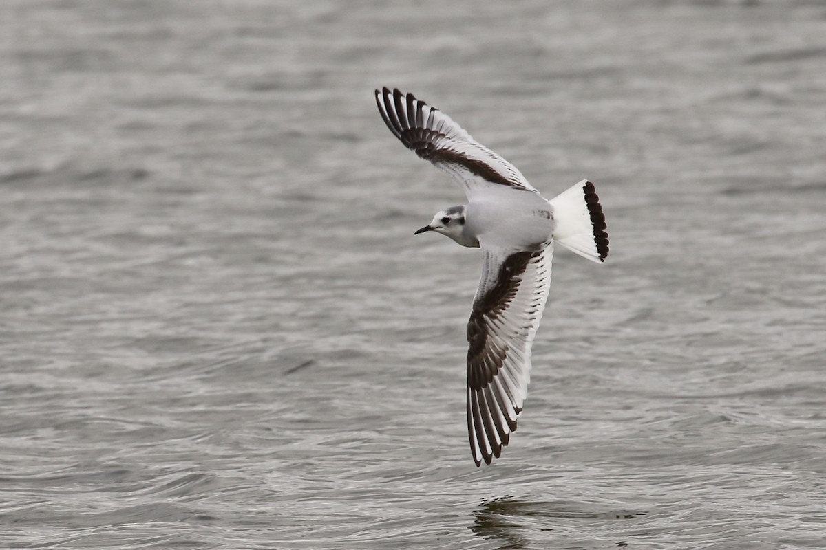 Little Gull - António Gonçalves