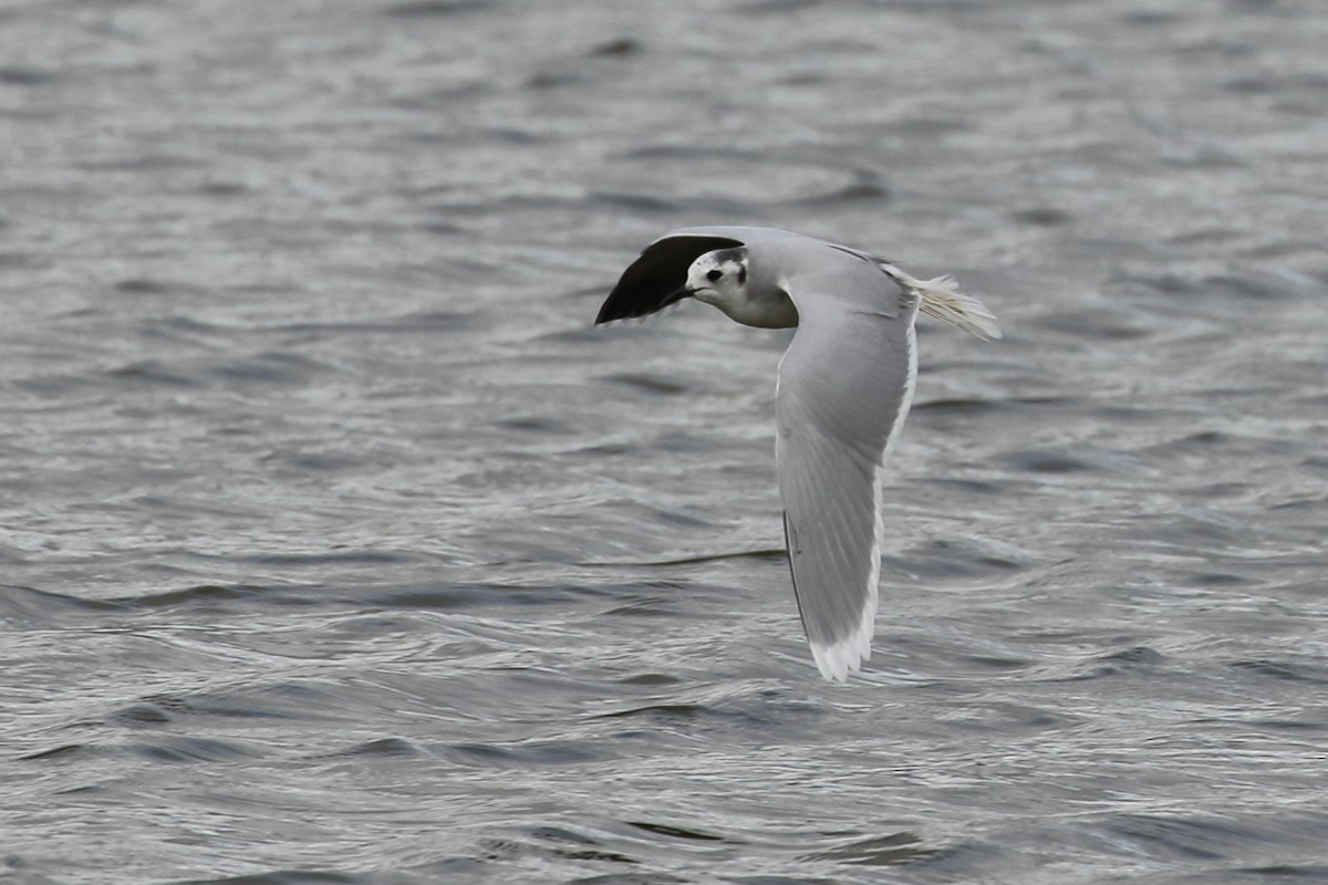 Little Gull - António Gonçalves