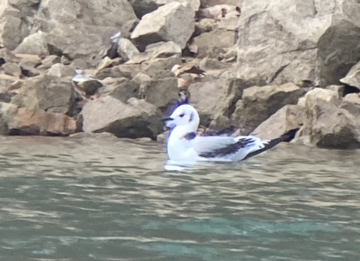 Mouette tridactyle - ML287817941