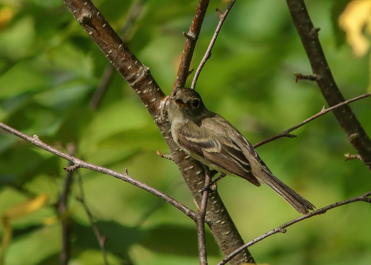 Least Flycatcher - ML287818961