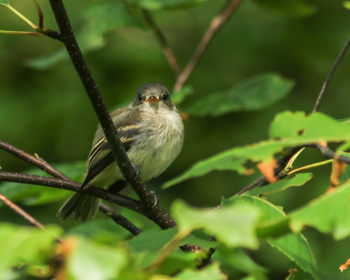 Least Flycatcher - Marc Boisvert