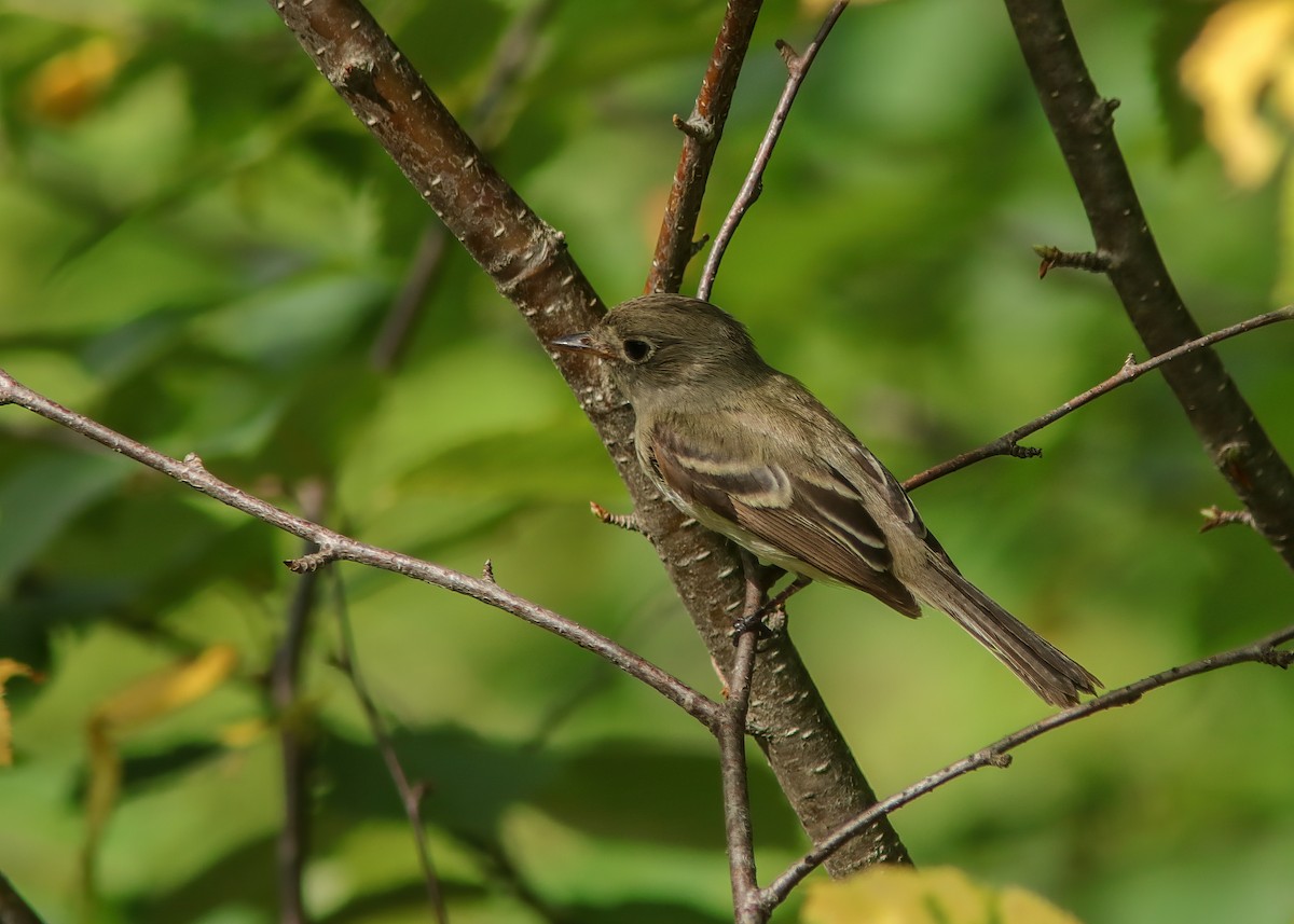 Moucherolle tchébec - ML287819001