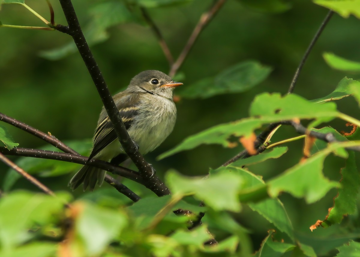 Least Flycatcher - ML287819011