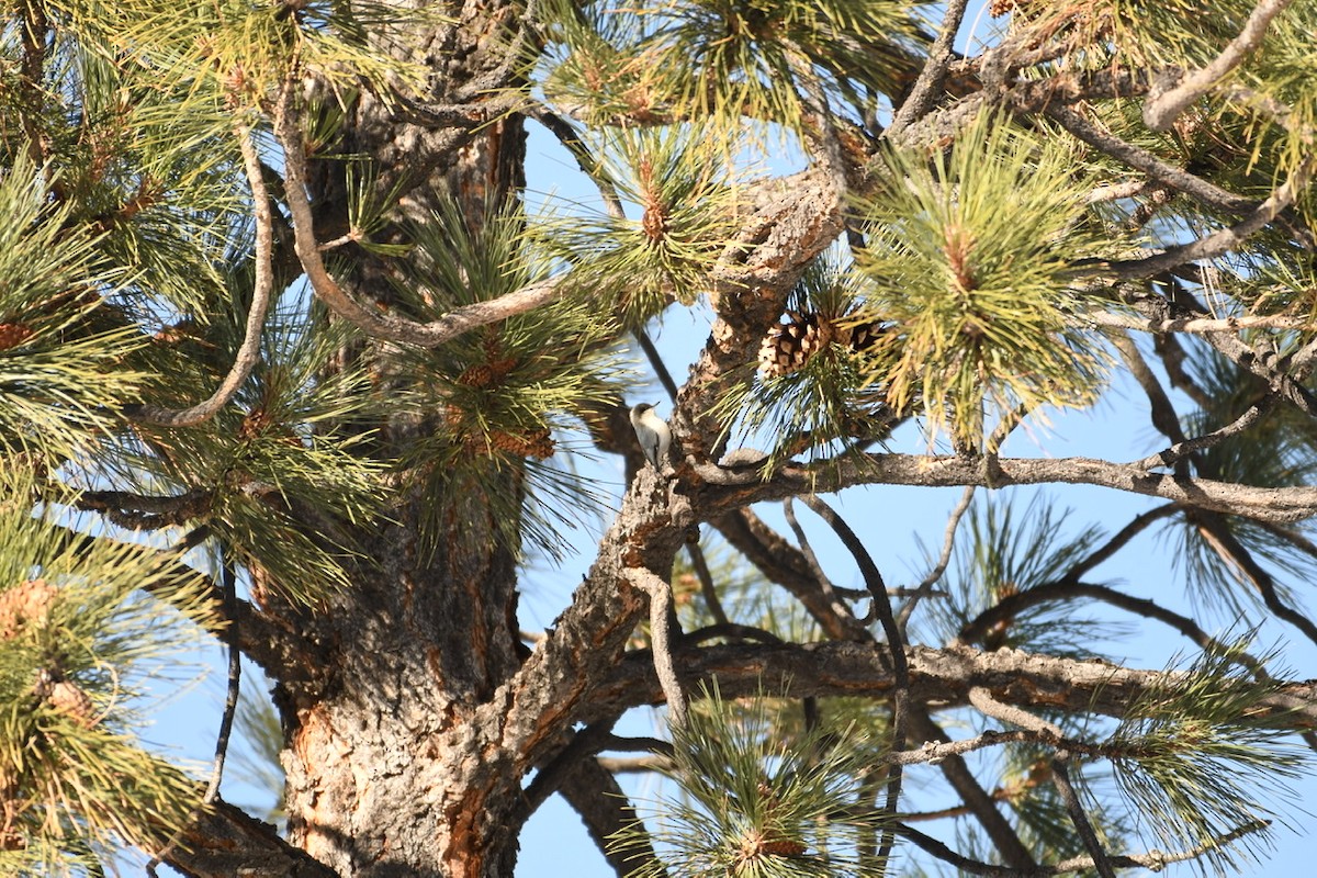 Pygmy Nuthatch - ML287820661