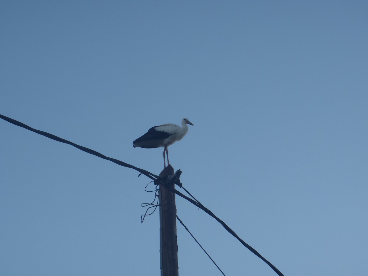 White Stork - ML287820701