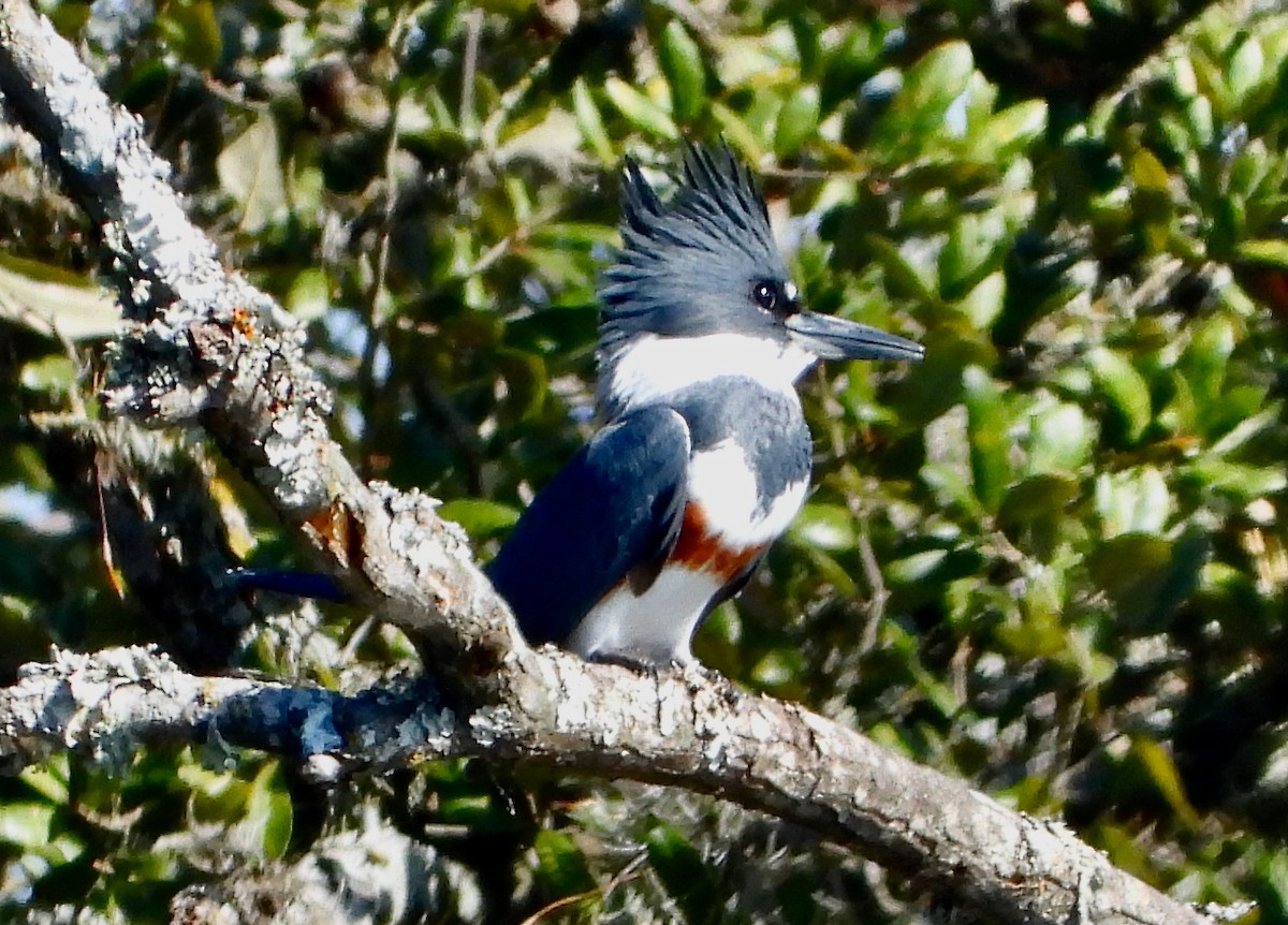 Belted Kingfisher - Vaishali Katju