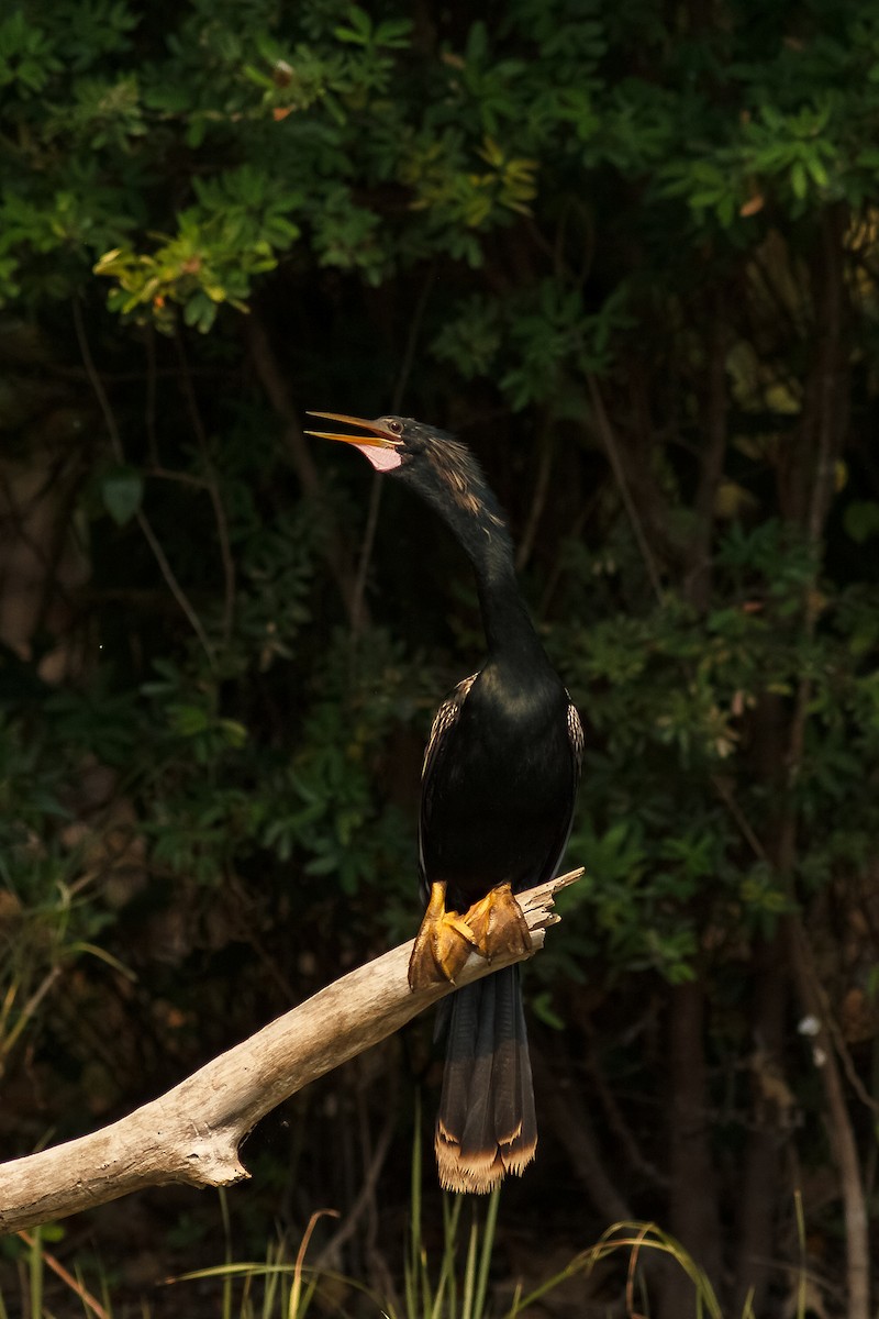 Anhinga - ML28782111